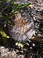 Banksia baueri