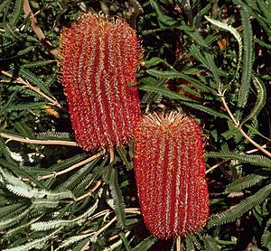 Banksia brownii shrubby cropped.jpg