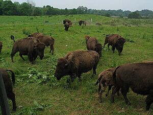 BisonFarm0077