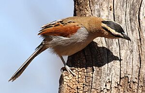 Black-crowned Tchagra, Tchagra senegala at Rietvlei Nature Reserve, Gauteng, South Africa (15085046645)