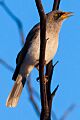 Black-eared Miner (Manorina melanotis) (8079664126)