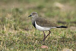 Black-winged Lapwing - Mara - KenyaIMG 3644.jpg