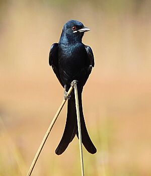 Black drongo (Dicrurus macrocercus) Photograph by Shantanu Kuveskar.jpg