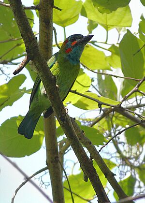 Blue-eared Barbet Manas National Park Assam India April 2019.jpg