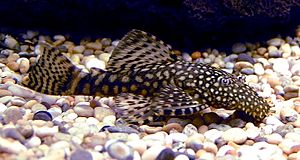 Bristlenose Catfish 700.jpg