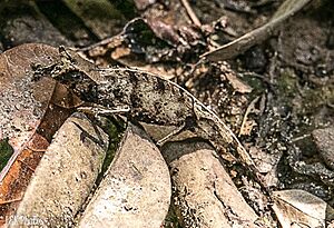 Brookesia therezieni 33567060.jpg