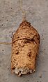 Bryonieae - Zaunrübe IMG 20170712 185924231