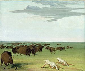 BuffaloHunters