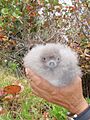 Cahowchick