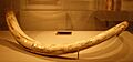 Carved 19th century Eskimo mammoth tusk De Young Museum 34430 2