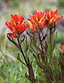 Castilleja peirsonii Peirsons paintbrush red closeup