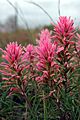 Castilleja purpurea