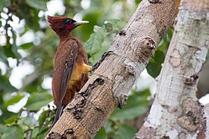 Chestnut woodpecker Facts for Kids