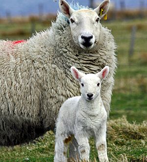 Cheviot ewe and lamb