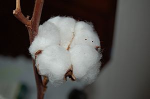 Cotton