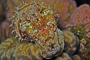 Cuttlefish - Sepia prashadi.jpg