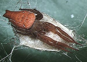 Cyrtophora.exanthematica.female.with.eggsac.-.tanikawa