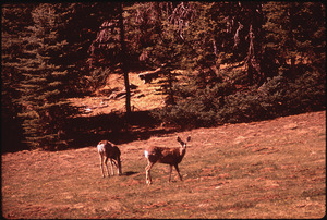 DEER IN KAIBAB NATIONAL FOREST, NEAR THE NORTH RIM OF GRAND CANYON - NARA - 544114
