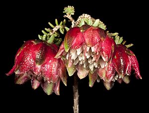 Darwinia polychroma - Flickr - Kevin Thiele (2).jpg