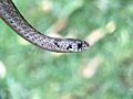 Dekay's Brownsnake Head Closeup