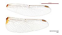 Diplacodes bipunctata male wings (34248710823)