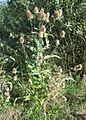 Dipsacus fullonum1