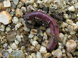Earthworm MiƱoca 060106GFDL