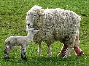 Emerging lamb cropped