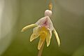 Epipogium aphyllum - Alutaguse