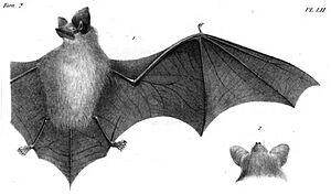 The image is a drawing of a meridional serotine bat