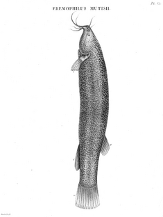 Eremophilus-mutisii-Humboldt-Zoologie-T06p076
