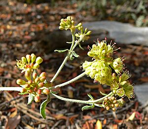 Eriogonum umbellatum var subaridum 1
