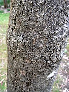 Eucalyptus cadens Canberra