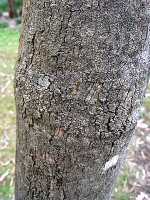 Eucalyptus cadens Canberra
