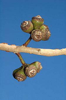 Eucalyptus canaliculata fruit