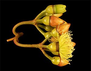 Eucalyptus dielsii buds