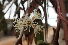 Eucalyptus leptocalyx flowers