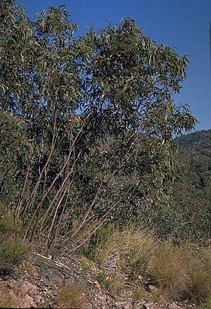 Eucalyptus pumila.jpg