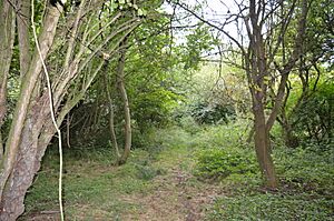 Fancott Woods and Meadows 8