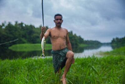Fisherman with his catch of the commonly found Paral Fish (Dawkinsia filamentosa) from the Chalakudy River