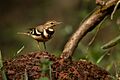 Forest wagtail dandeli