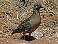 Galapagos Dove RWD2