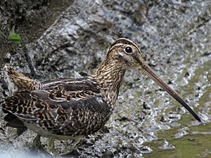 Gallinago nobilis (Caica paramuna) (24701320152).jpg