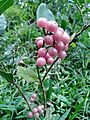 Glycosmis pentaphylla orangeberry vijayanrajapuram 05
