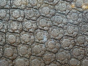 Glyptodon asper armor