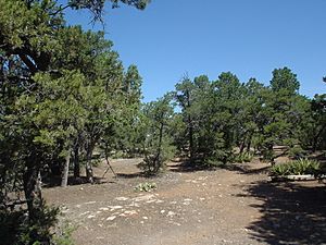 Grand Canyon Forest