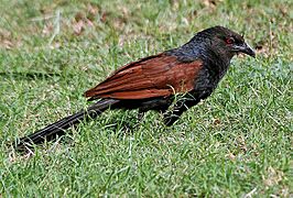 Greater Coucal (Centropus sinensis) in Hyderabad W IMG 8962