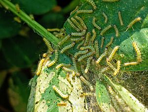 Gregarious larval population