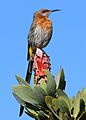 Gurney's Sugarbird, Promerops gurneyi at Marakele National Park