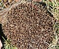 Hedgehogball